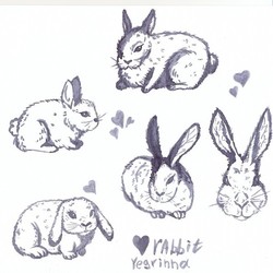 Наброски кролики