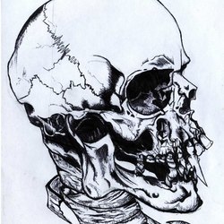 Skull