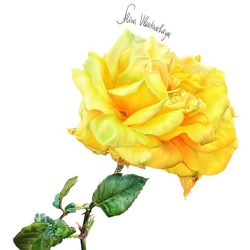 yellow rose