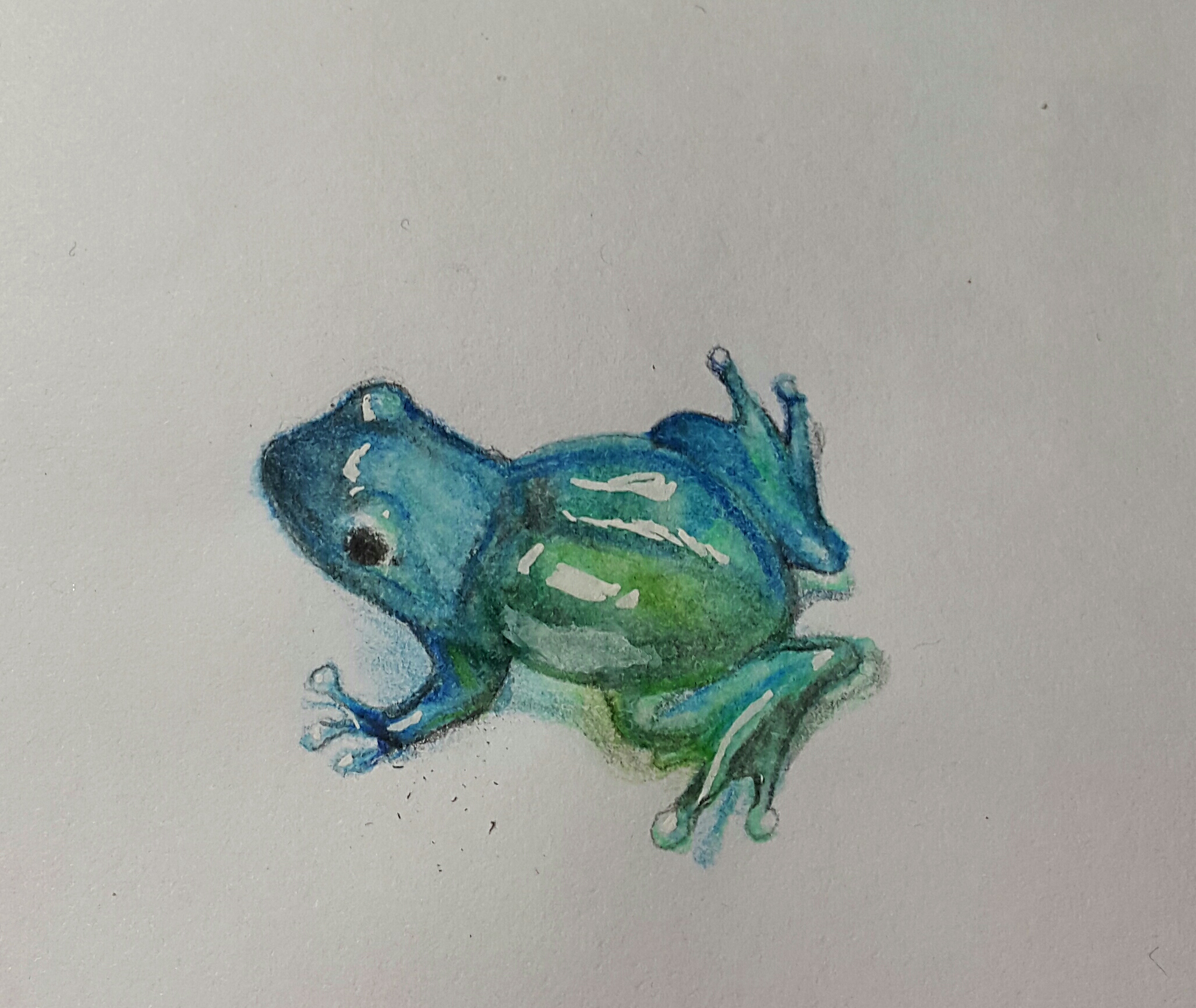 Легкие лягушки. Лягушка красками. Разноцветные лягушки акварелью. Лягушка рисунок красками. Лягушка акварелью легко.