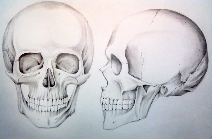 Череп рисунок карандашом анатомия