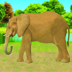  «Дикие животные» Слон
