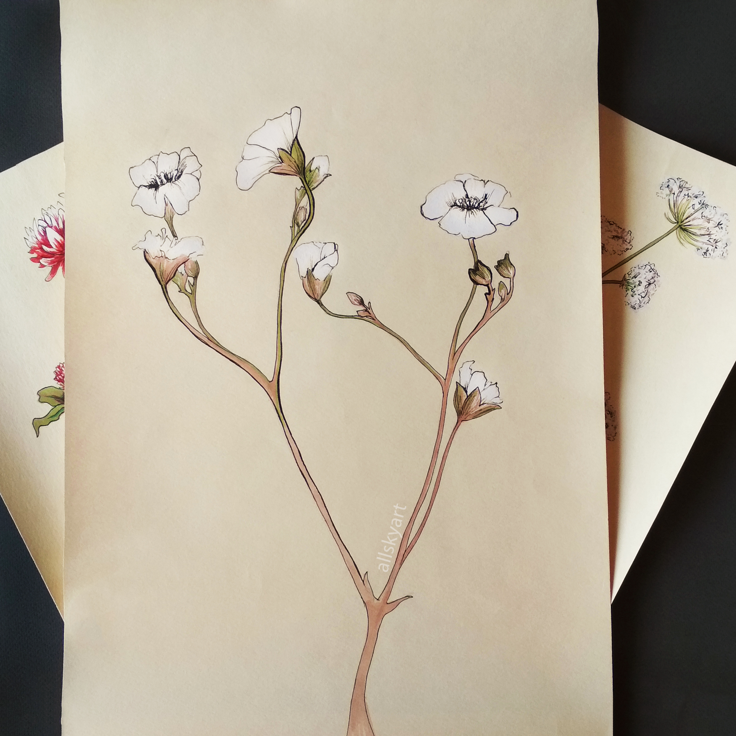 Иллюстрация Полевые цветы 3 в стиле графика, живопись