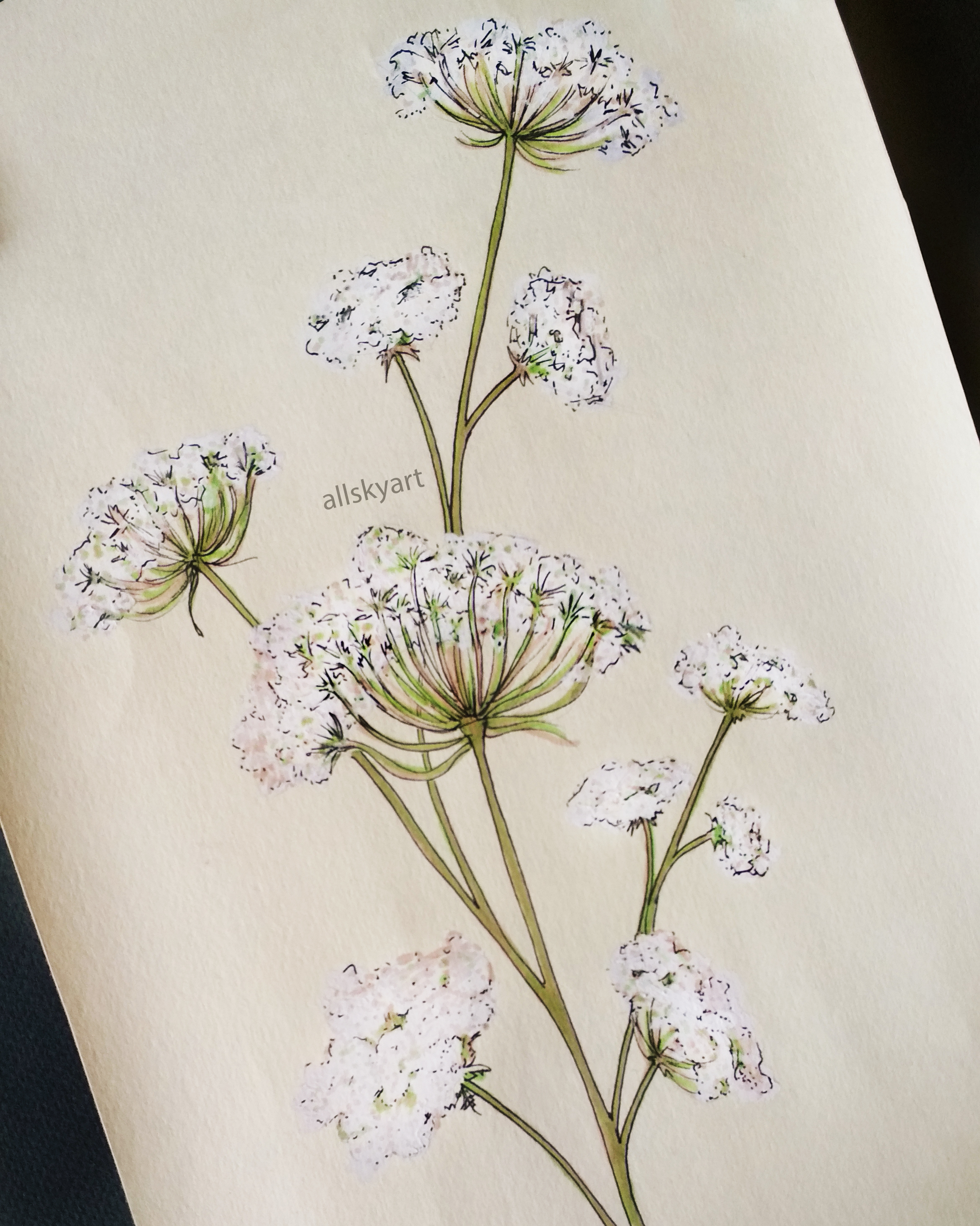 Иллюстрация Полевые цветы 1 в стиле графика, живопись