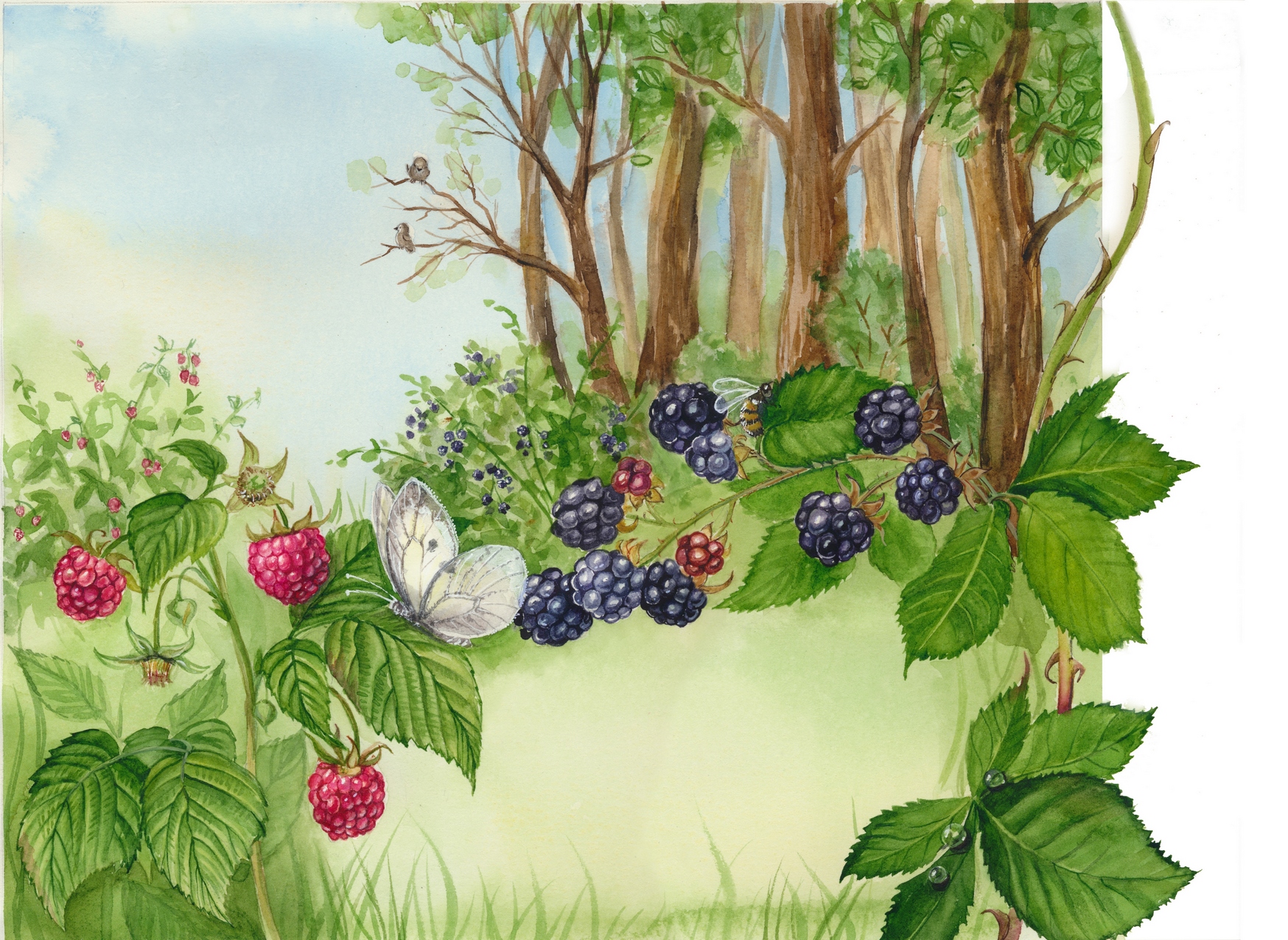 Нарисуем огород там растет два куста ягоды. Ягоды рисунок. Рисование Полянка с ягодами для детей. Рисование Лесные ягоды. Нарисовать ягоды в лесу.