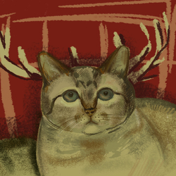 Кот оленька.