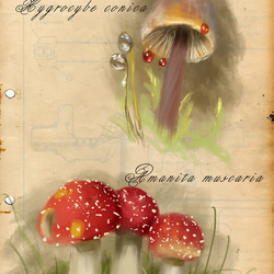 Mushroom study