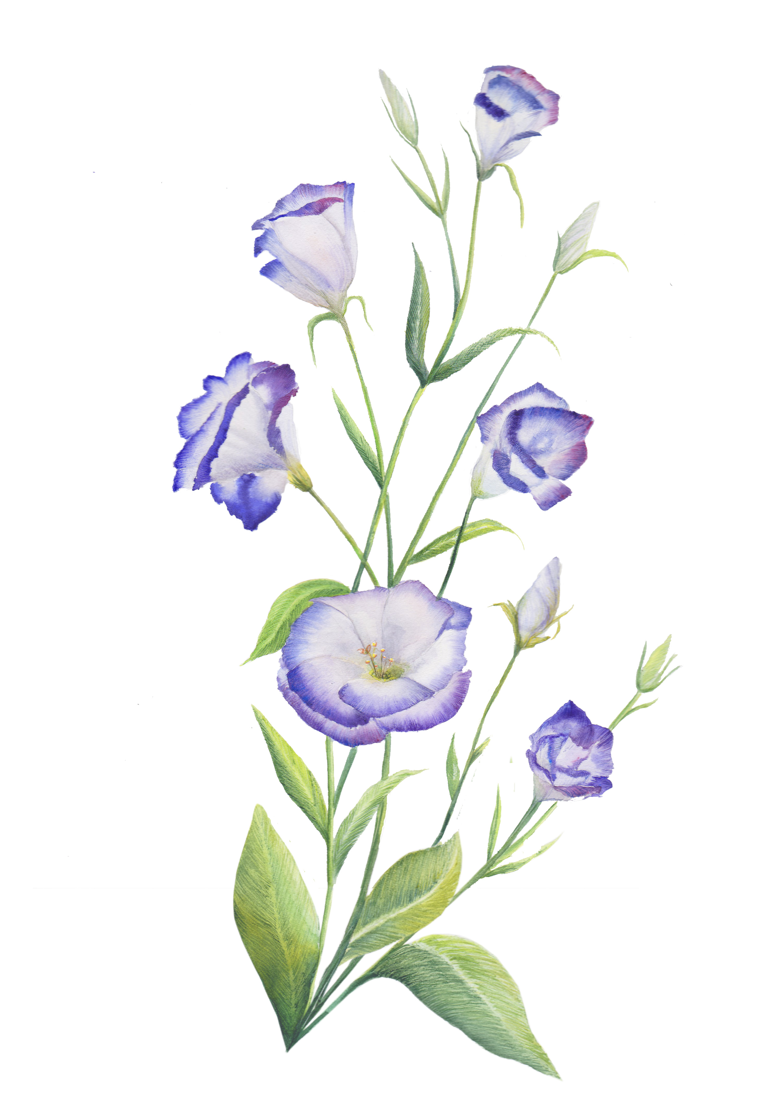 Ботаническая иллюстрация