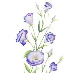 Ботаническая иллюстрация