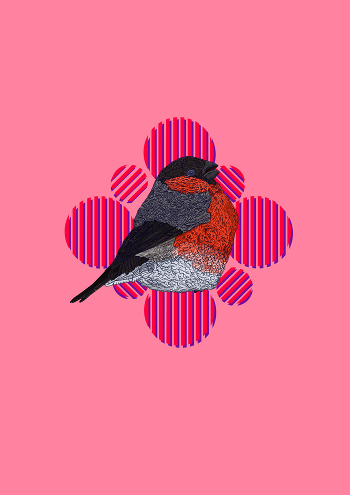 Bullfinch Футболки Интернет Магазин