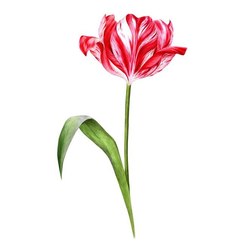 Botanical tulip