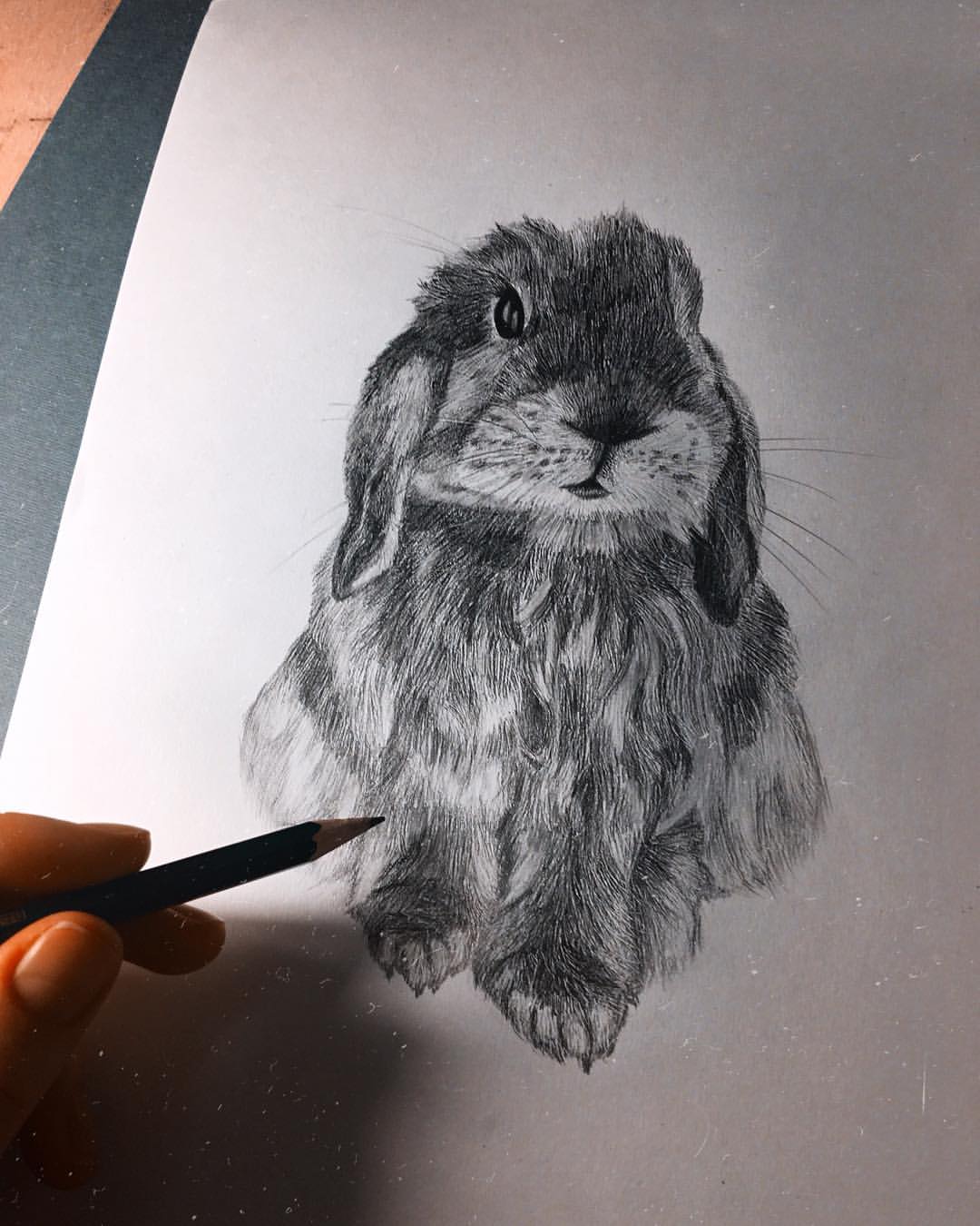 реалистичный вислоухий кролик