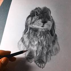 реалистичный вислоухий кролик