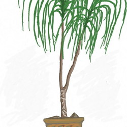 palm