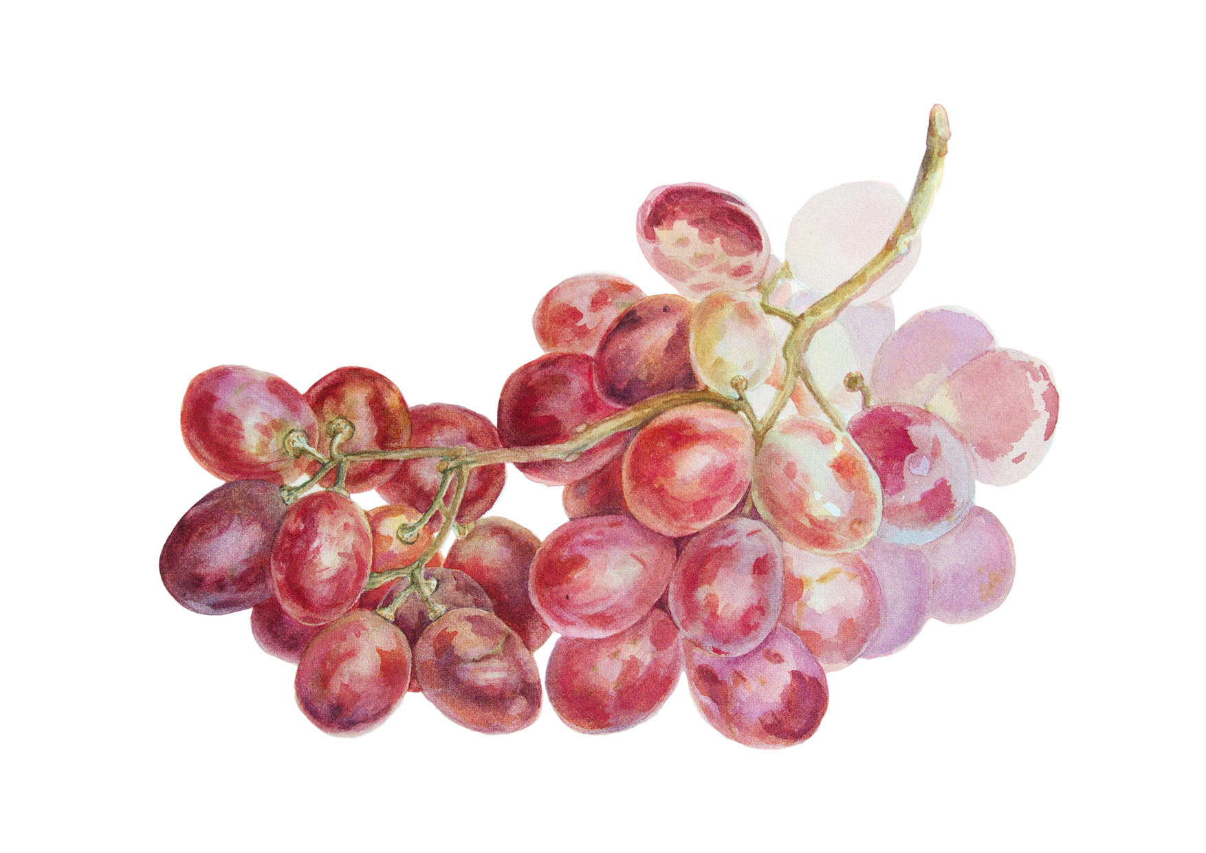 Песня ветки винограда. Веточка винограда. Красный виноград рисунок. Красный виноград картина. Нарисовать красный виноград.