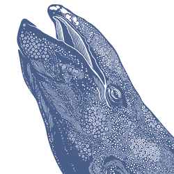 Серый кит (фрагмент)