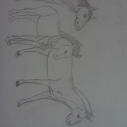 Лошадь,зебра и кулан