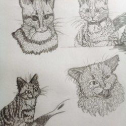 кошек много не бывает