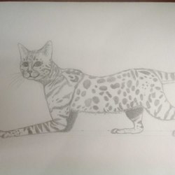 Бенгальская кошка