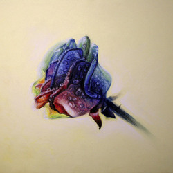 цветная роза 