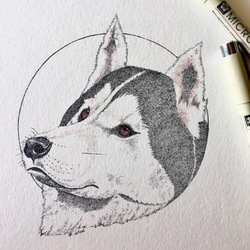 Siberian husky