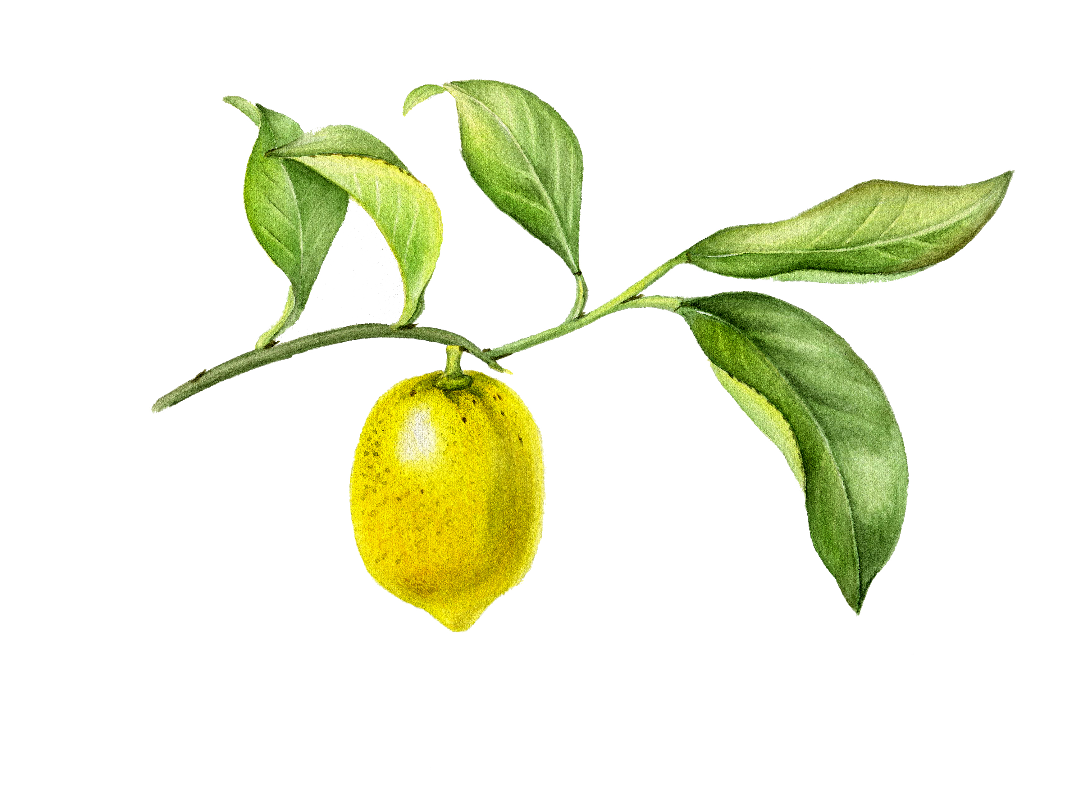 Сливы и лимоны