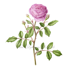 Роза Девида Остина/ David Austin’s Rose “Alan Titchmarsh”