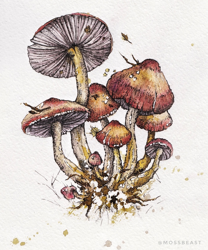 Иллюстрация Ядовитые грибы в стиле графика, живопись, реализм Illustrators....
