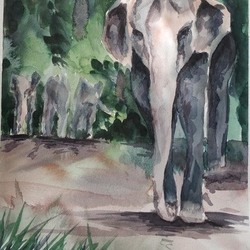 Слон. Шри-Ланка