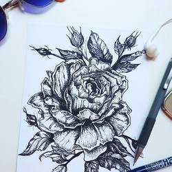 Rose