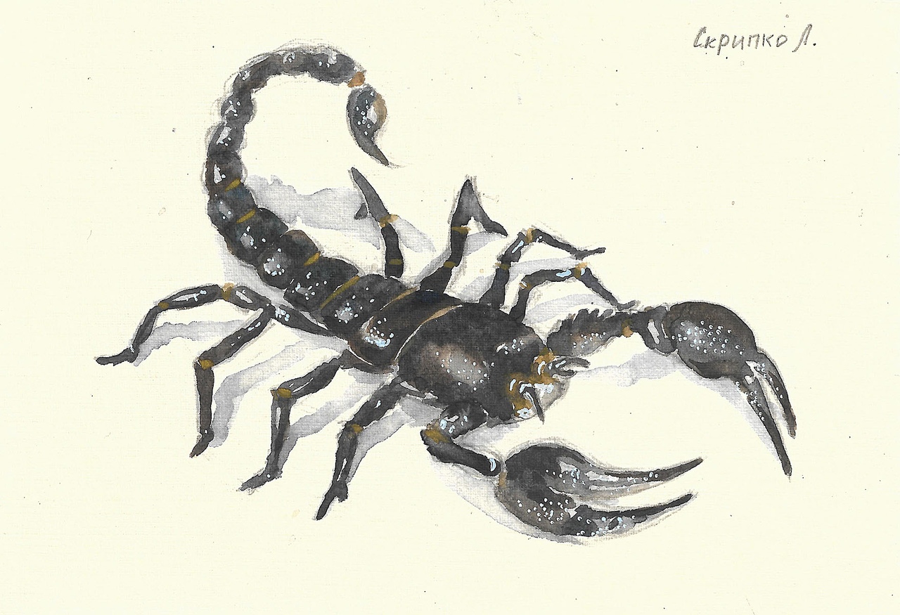 Скорпион рисунок акварель