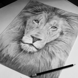 The lion