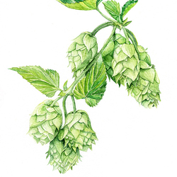 Humulus lupulus