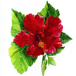 Hibiscus