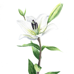 Madonna lily