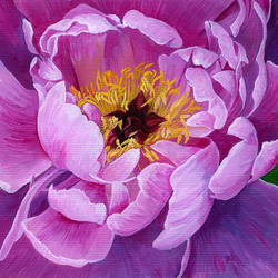 Peony