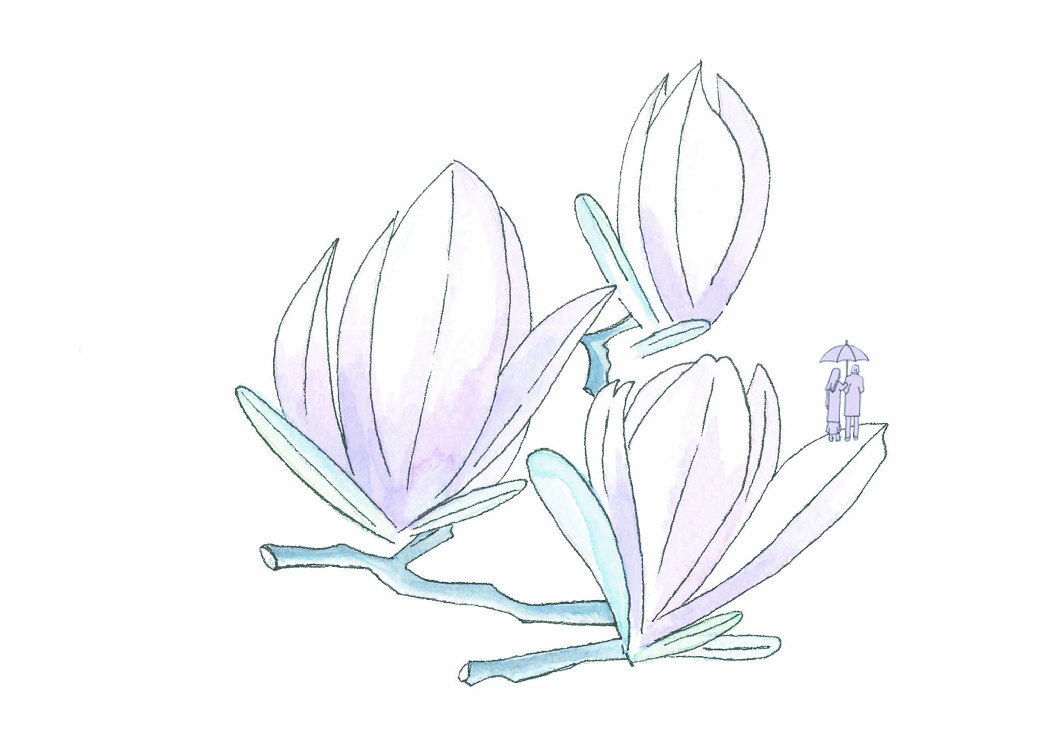 Магнолия. Город Люксембург.