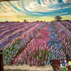 лавандовое поле 