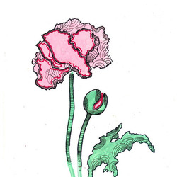 Серия "Papaver"
