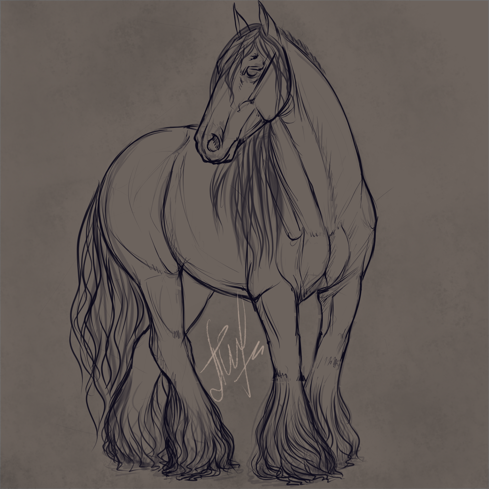 Фризская лошадь для срисовки