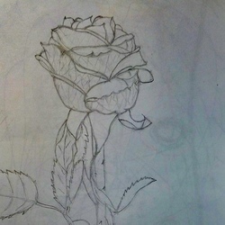 Одинокая Розочка