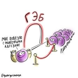 Лимфоциты могут преодолевать гематоэнцефалический барьер