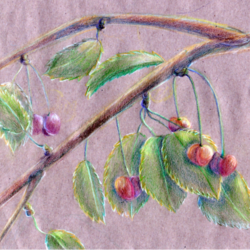 ветвь черешни