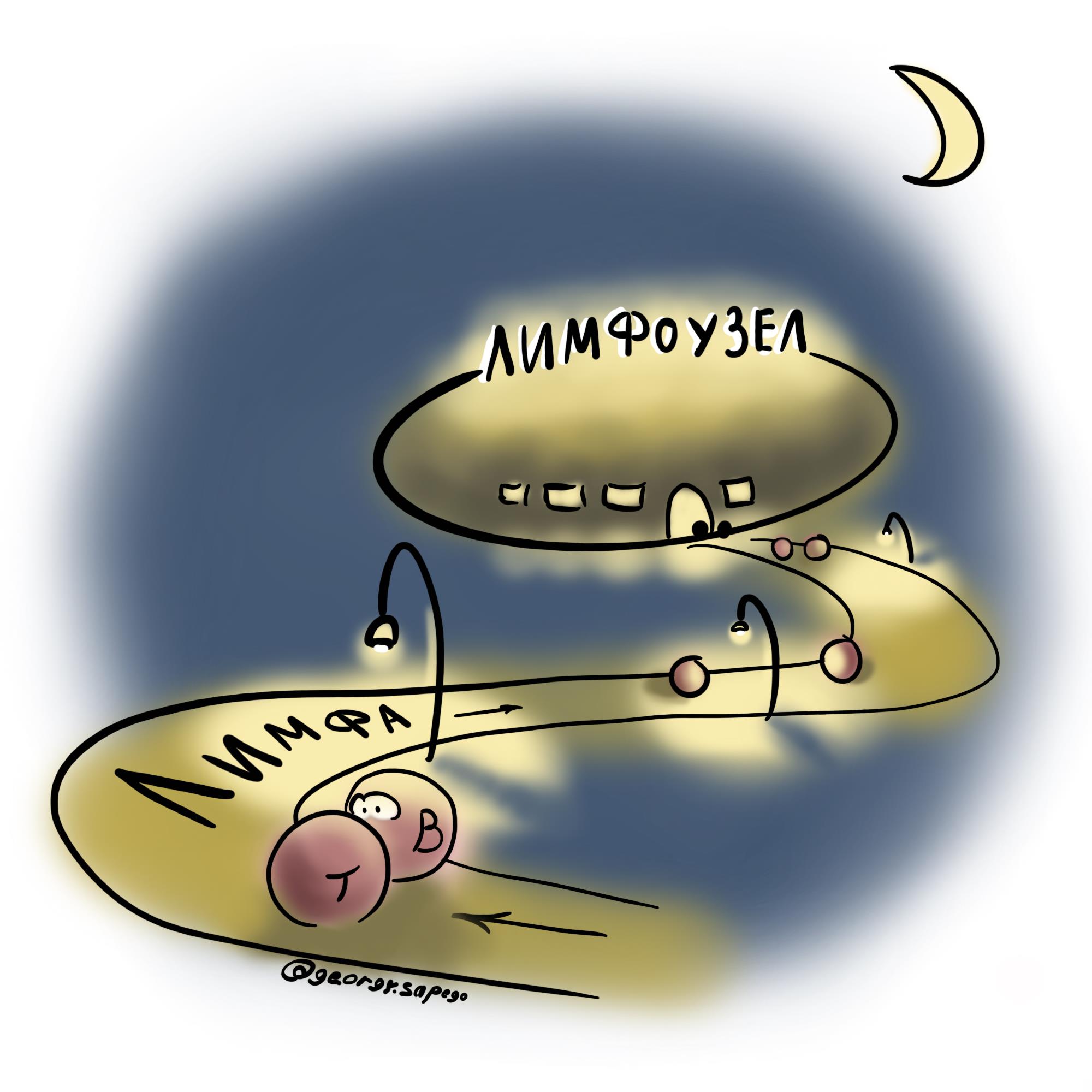 Лимфоциты направляются в лимфоузел