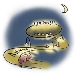 Лимфоциты направляются в лимфоузел