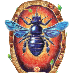 пчела-плотник