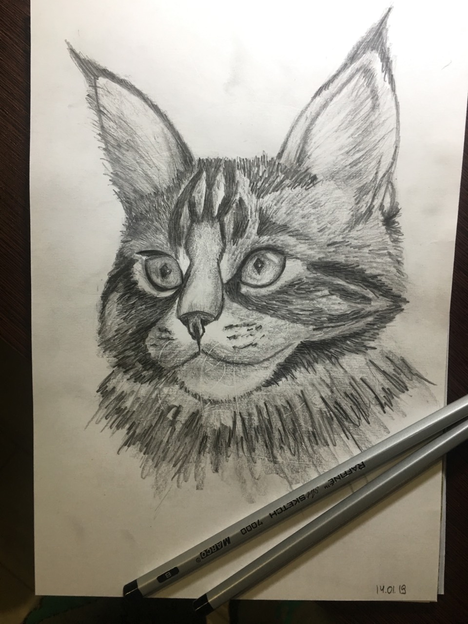 Кот Мейн кун карандашом