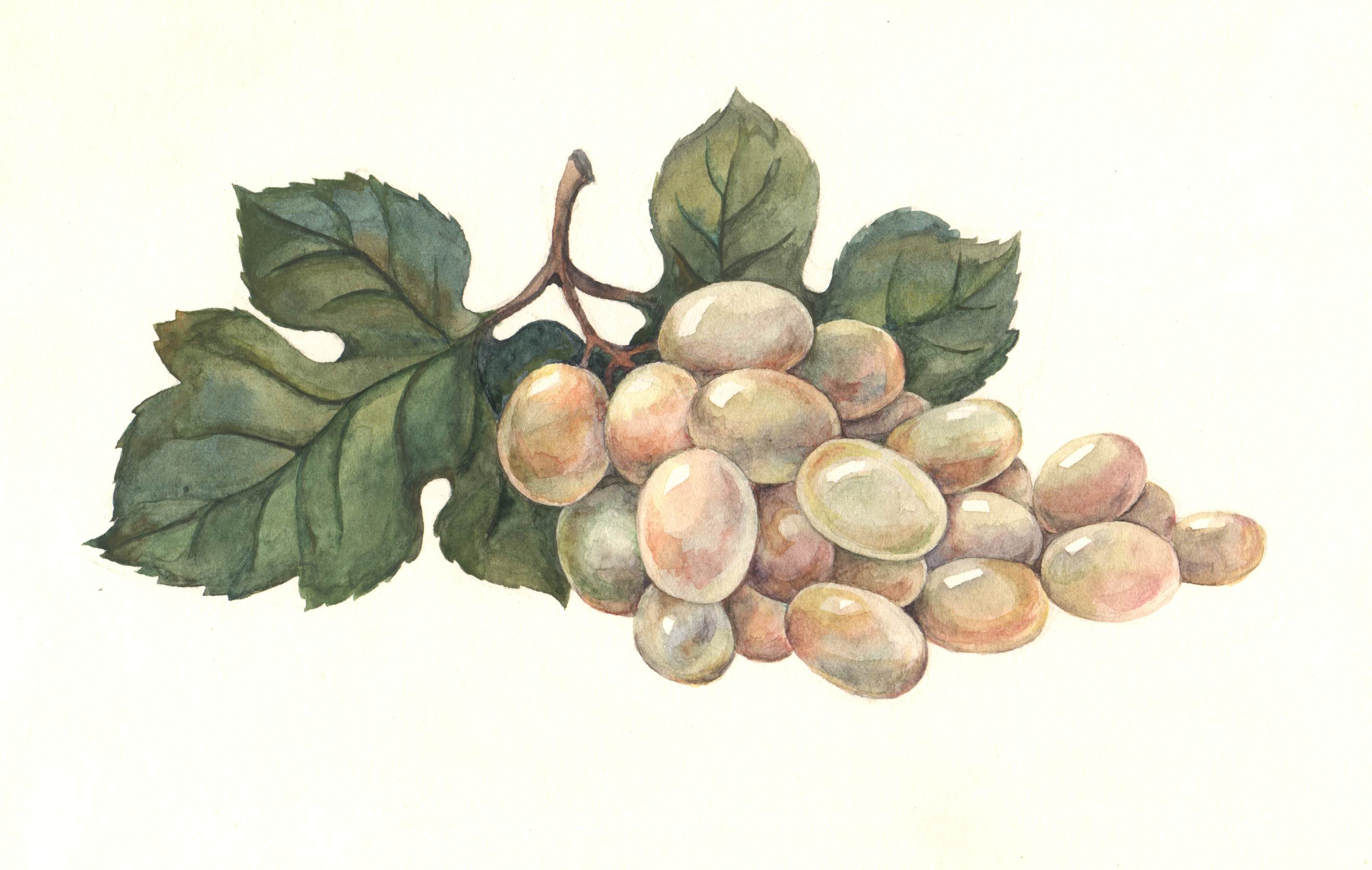 Иллюстрация Виноград (рисунок для винной этикетки) |