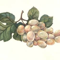 Виноград (рисунок для винной этикетки)