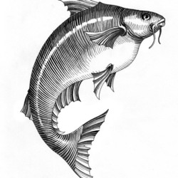 Варианты рыбы Пангасиус для компании Navico